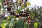 Guatemala Finca Pampojilá- Szemes kávé, világos pörkölés - 1000g