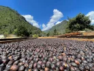 Guatemala Finca Pampojilá- Szemes kávé, világos pörkölés - 250g