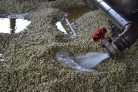 Kenya Muthuthiini - Szemes kávé, világos pörkölés - 1000g