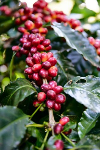 Mexikó Alejandro Martinez - Szemes kávé, világos pörkölés - 1000g