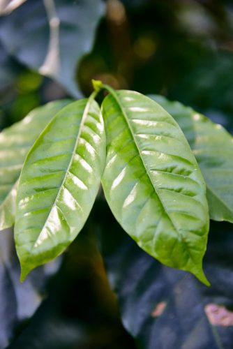 Mexikó Alejandro Martinez - Szemes kávé, világos pörkölés - 1000g