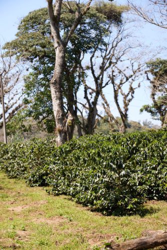 Mexikó Alejandro Martinez - Szemes kávé, világos pörkölés - 1000g