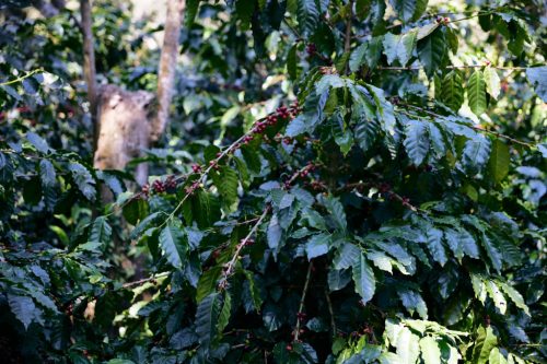 Mexikó Alejandro Martinez - Szemes kávé, világos pörkölés - 1000g
