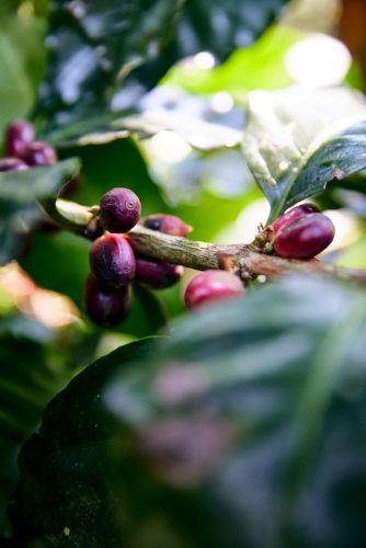 Mexikó Alejandro Martinez - Szemes kávé, világos pörkölés - 250g