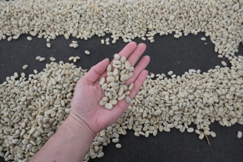 Nicaragua Los Papales - Szemes kávé, világos pörkölés - 1000g