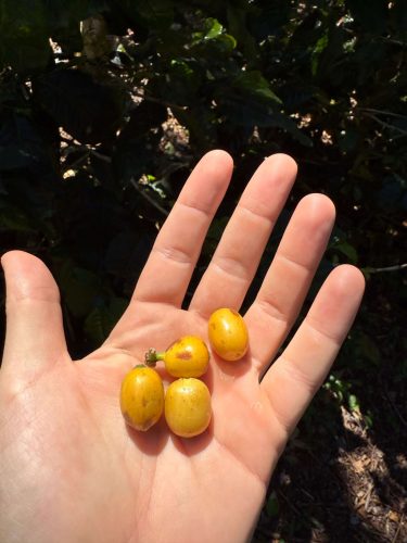 Nicaragua Los Papales - Szemes kávé, világos pörkölés - 250g