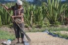 Papua New Guinea Kindeng Mill – Szemes kávé, világos pörkölés - 1000g