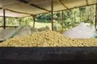 Rwanda Abadatezuka - Szemes kávé, világos pörkölés - 1000g