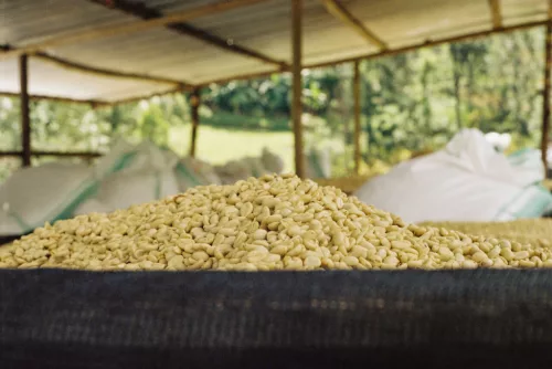 Rwanda Abadatezuka - Szemes kávé, világos pörkölés - 250g