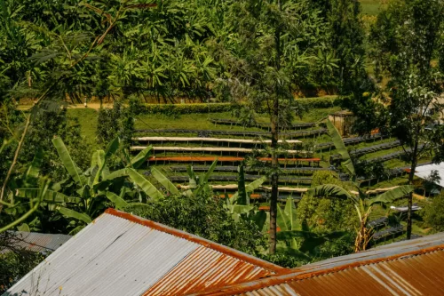 Rwanda Abadatezuka - Szemes kávé, világos pörkölés - 250g