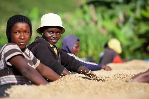 Rwanda Abadatezuka - Szemes kávé, világos pörkölés - 250g