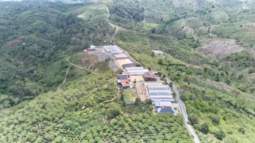 Sumatra Asman Gayo- Szemes kávé, világos pörkölés - 1000g