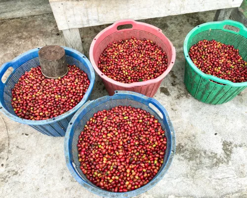 Sumatra Asman Gayo- Szemes kávé, világos pörkölés - 1000g