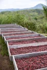 Sumatra Asman Gayo- Szemes kávé, világos pörkölés - 1000g