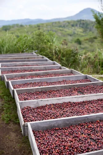 Sumatra Asman Gayo- Szemes kávé, világos pörkölés - 1000g