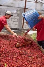 Sumatra Asman Gayo- Szemes kávé, világos pörkölés - 1000g