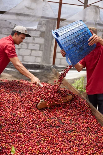 Sumatra Asman Gayo- Szemes kávé, világos pörkölés - 1000g