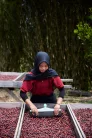Sumatra Asman Gayo- Szemes kávé, világos pörkölés - 1000g