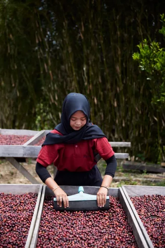 Sumatra Asman Gayo- Szemes kávé, világos pörkölés - 1000g